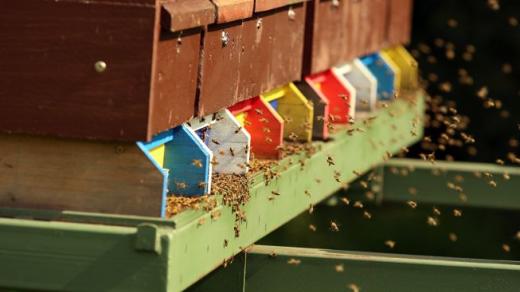 Kočovné rámy na včelí farmě Rokytník