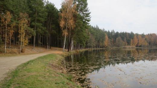 Štikový rybník je velký asi dva hektary a je celý obklopený lesem, kam můžete v létě chodit i na houby