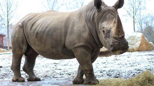 ZOO Dvůr Králové má nový přírůstek - samce nosorožce tuponosého jižního původem z  Afriky