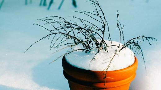 květináč, větvička, sníh, zima, zahrada v zimě (ilustrační obr.)