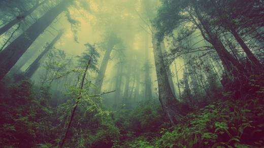 Podzimní tajemný les (ilustrační foto)