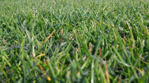 Tráva, travní porost, travnatý povrch, golfový trávník (ilustrační foto)