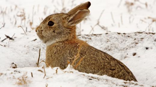 Divoký králík, zajíc, zvířata, příroda, zima, sníh
