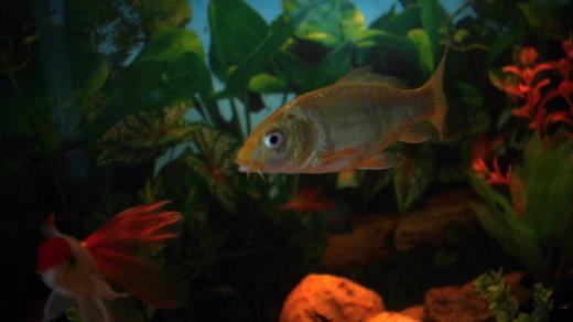 Akvárium, ilustrační foto