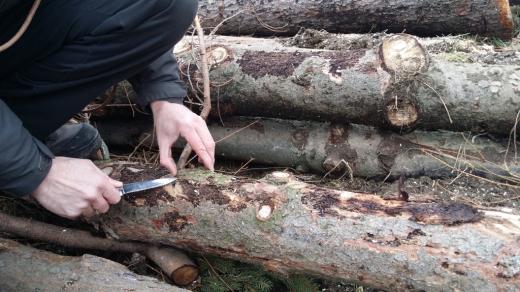 Kůrovec je pod kůrou