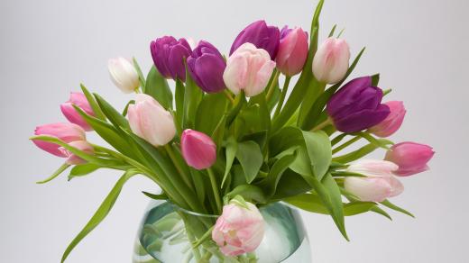Pestrobarevné tulipány se v místnostech vždy vyjímají