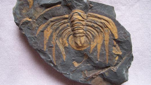 Zkameněliny v expozici