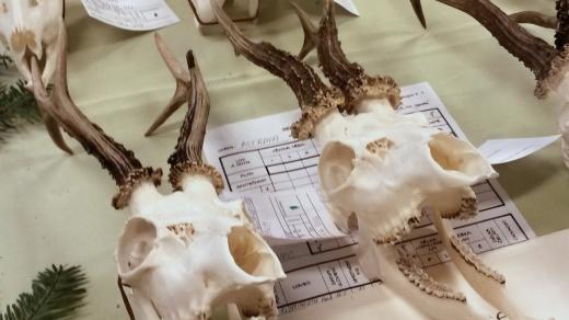 Na výstavě mysliveckých trofejí ve Vřesině u Ostravy