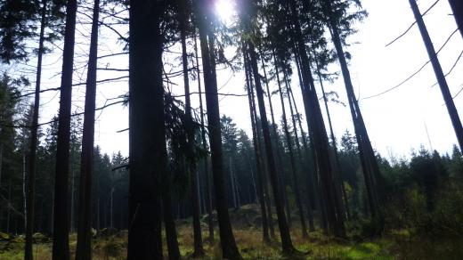 Les u Ranska, Havlíčkobrodsko