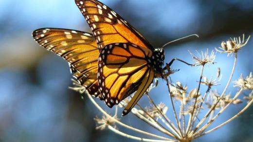 Monarch Butterfly, Kalifornie