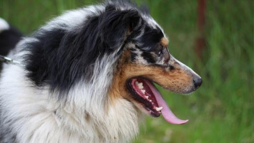 Rex, pes v útulku ve Žďáře nad Sázavou