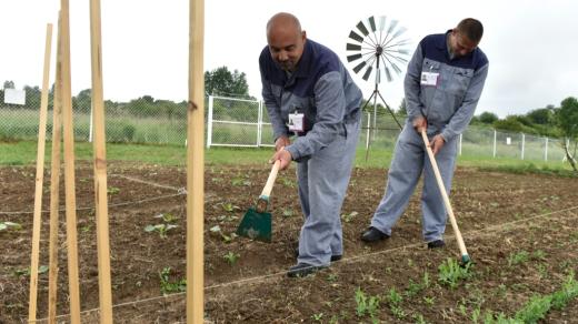 Vězni v Jiřicích na Nymbursku mají možnost pracovat v sadu, který pomáhali vybudovat
