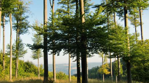 Lesnický park Křivoklátsko si udržuje atmosféru lesů, kam panovníci jezdili na lov