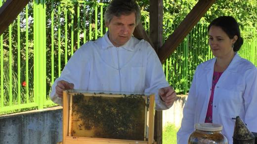 Vlastní včely chovají vědci Biologického centra Akademie věd a Jihočeské univerzity v Českých Budějovicích