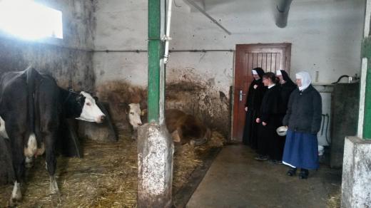 Sestry Alžbětinky u svých krav