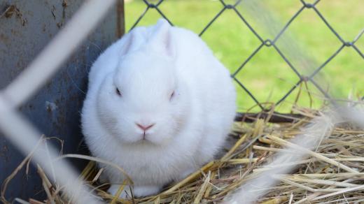 V pubertě bývají i králíci, kteří žijí v králíkárně
