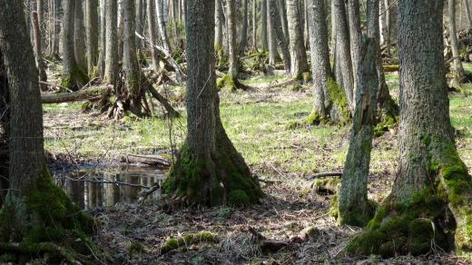 Přírodní rezervace Onen Svět byla Správou Národního parku a Chráněné krajinné oblasti Šumava vyhlášena teprve v roce 2004