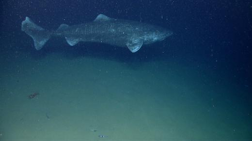 Žralok malohlavý nebo také grónský (Somniosus microcephalus)