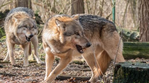 Vlci se vracejí do volné přírody. Na Šumavu i na sever Čech