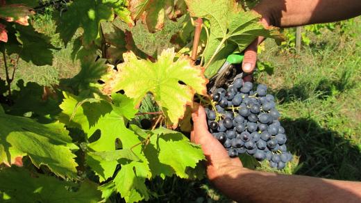 Sklizeň hroznů na kutnohorských vinicích