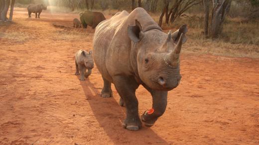 Nosorožci v rezervaci Mkomazi v Tanzánie 