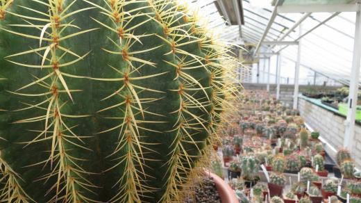 Ve skleníku Pavla Pavlíčka najdete rozměrné kaktusy i miniaturky s maximálním vzrůstem několika málo centimentrů