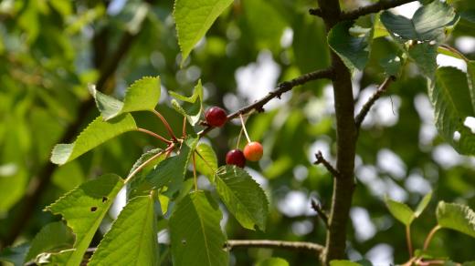 Většina stromků hlavních ovocných druhů, vyžaduje spíše slunné stanoviště