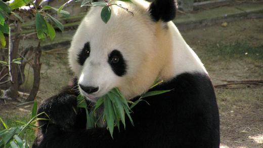 Panda na svůj oblíbený bambus nedá dopustit