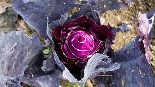 Vysocké zelí má typický tvar, který by se dal přirovnat k diamantu