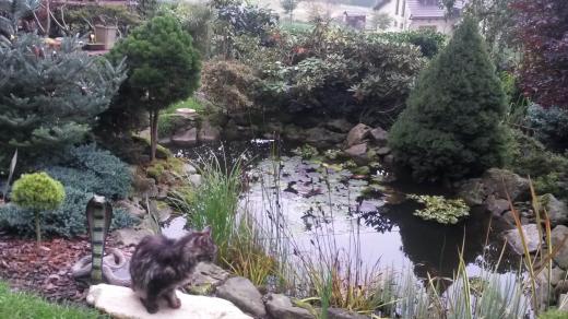 Jezírko asijské zahrady stráží živá kočka a neživá kobra