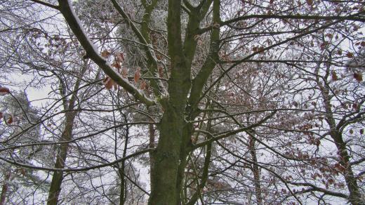 Jeřáb manětínský v zimě