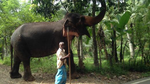 Mahúti jsou povinni se o slony starat s láskou a bez použití násilí