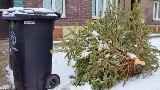 Osud vánočních stromků je zpečetěn