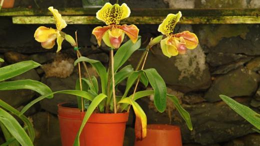 Orchidej rodu Paphiopedillum