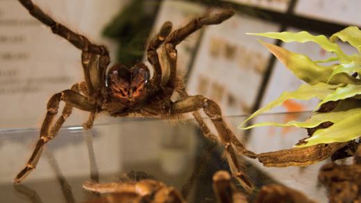 Největší sklípkani mají až 20 centimentrů