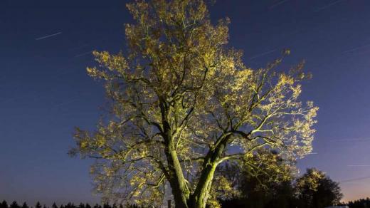 Česká lípa z Lipky skončila v letošním ročníku o nejkrásnější evropský strom třetí