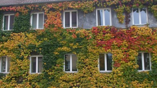 Přísavník na domě