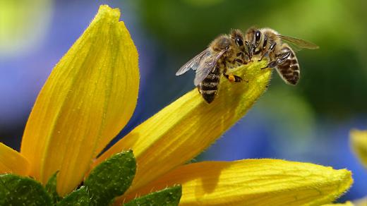 Včela - včely 