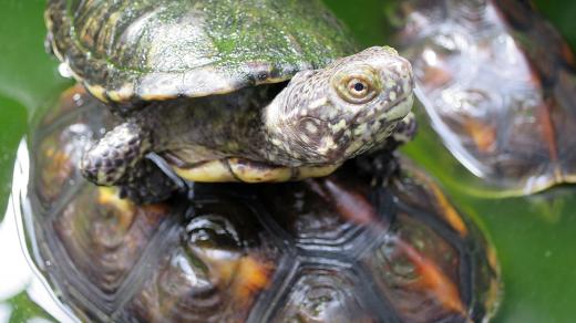 V Zahradě Harta žije přes padesát druhů želv
