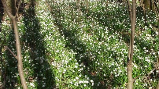 Koberce rozkvetlých bledulí v Údolí Sejfů