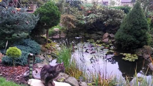 Jezírko asijské zahrady stráží živá kočka a neživá kobra