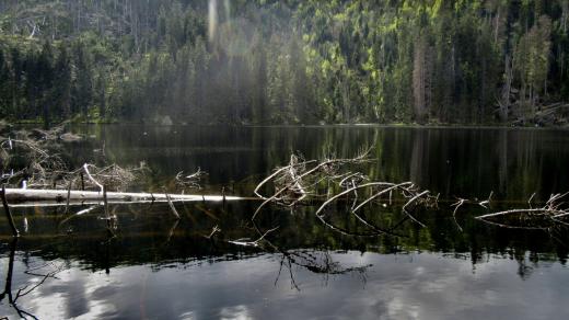 V jezeře postupně přirozeně odumírají stromy