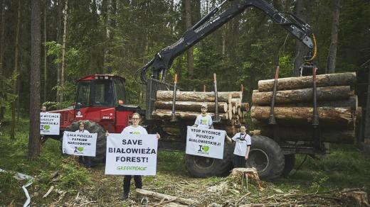 V polském Bělověžském lese se kácí kvůli kůrovci