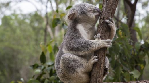 Sčítat velká zvířata, třeba antilopy, z letadel nebo satelitů bývá poměrně běžné. U koalů by to nemělo smysl, protože se schovávají pod korunami eukalyptových stromů.