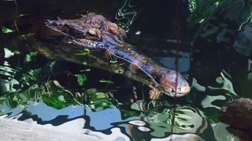 Vypouštění Krakena můžete sledovat v ZOO Dvůr Králové nad Labem