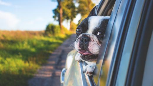 Pes v autě - auto - řízení