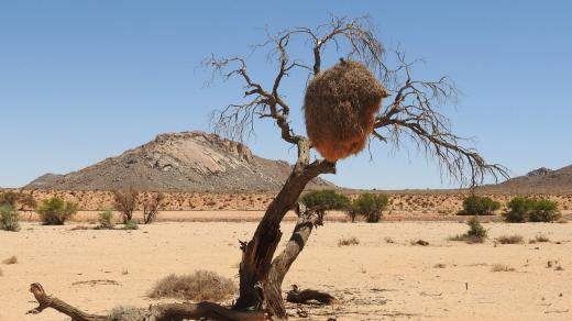 Poušť Kalahari. Na stromě je velké hnízdo malého ptáčka snovače