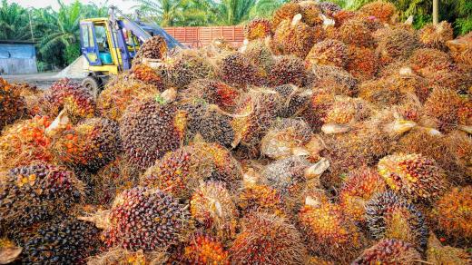 Lisováním plodů palmy olejné se získává palmový olej. Kromě toho, že kvůli jejímu intenzivnímu pěstování mizí rozsáhlé plochy deštných pralesů, vzniká při výrobě oleje i velké množství nepotřebného bioodpadu