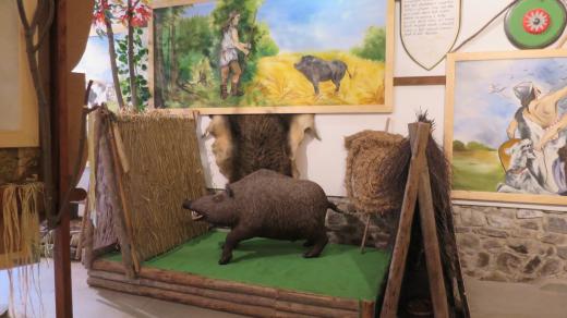 Bivojův kanec ještě nestačil utéct