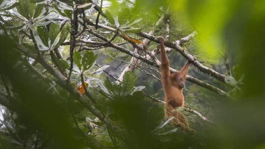 Indonésie - orangutan